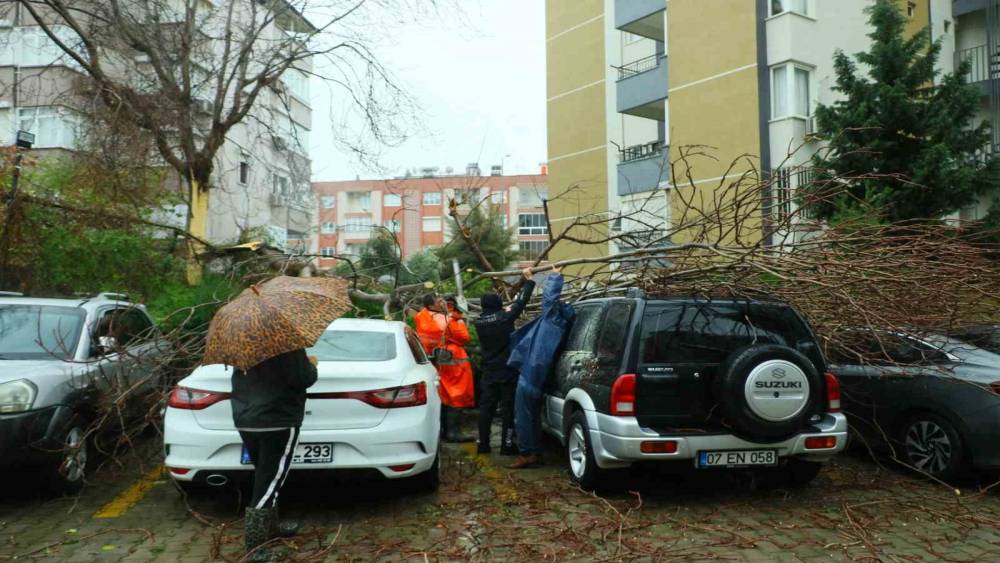 Şiddetli rüzgarın ortadan ikiye ayırdığı ağaç 3 aracın üzerine devrildi
